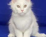 Кошки в Фокино: Котик мейн кун Мальчик, 40 000 руб. - фото 2