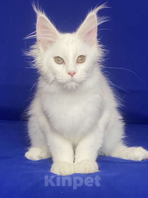 Кошки в Фокино: Котик мейн кун Мальчик, 40 000 руб. - фото 2