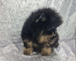Собаки в Звенигороде: Мальчик Померанского шпица Мальчик, 65 руб. - фото 2