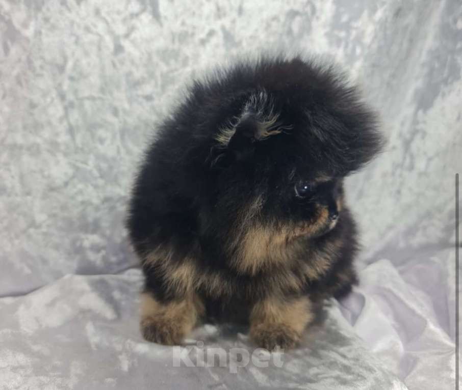 Собаки в Звенигороде: Мальчик Померанского шпица Мальчик, 65 руб. - фото 2