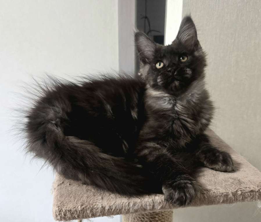 Кошки в Москве: Котята мейн-кун Мальчик, 25 000 руб. - фото 4