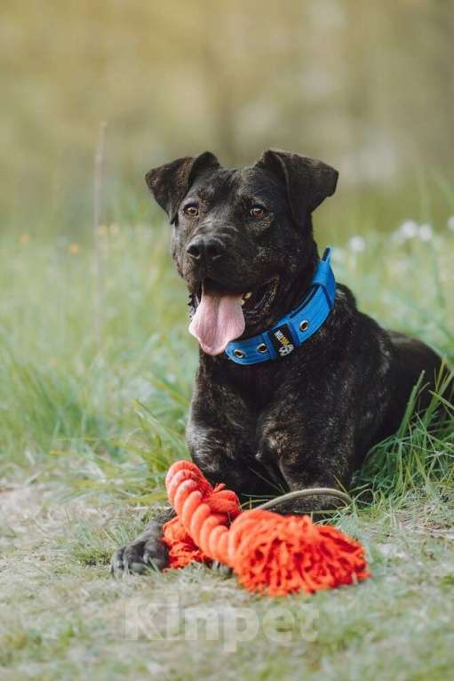 Собаки в Москве: Метис алано эспаньол Дони в добрые руки Мальчик, 1 руб. - фото 6