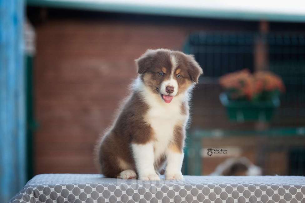 Собаки в Москве: австралийская овчарка аусси Девочка, 100 000 руб. - фото 8