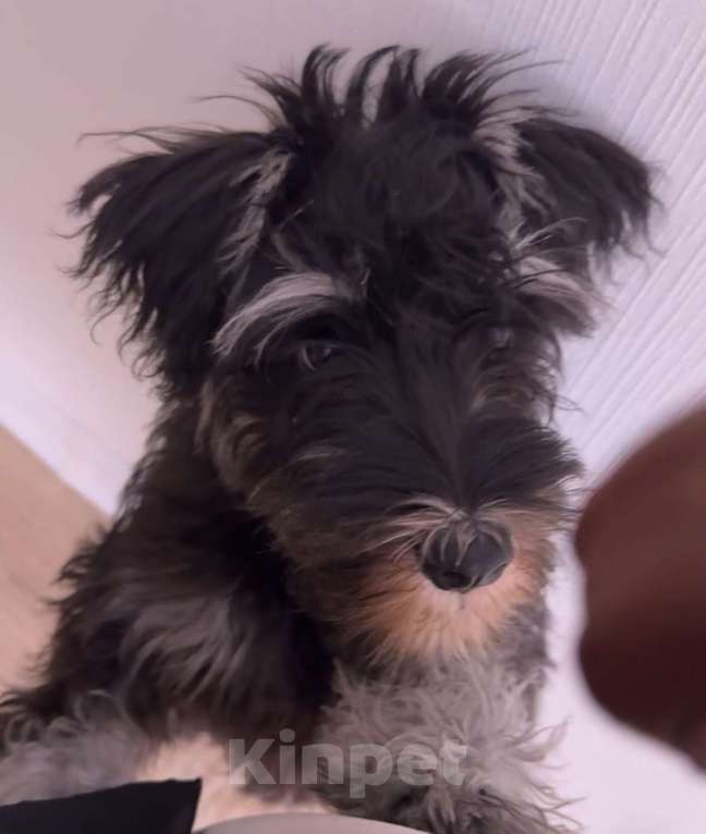 Собаки в Москве: Цвергшнауцер щенок Мальчик, 50 000 руб. - фото 2