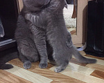 Кошки в Одинцово: Кот на вязку, 2 000 руб. - фото 2