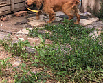 Собаки в Новокубанске: Животные., 1 руб. - фото 1
