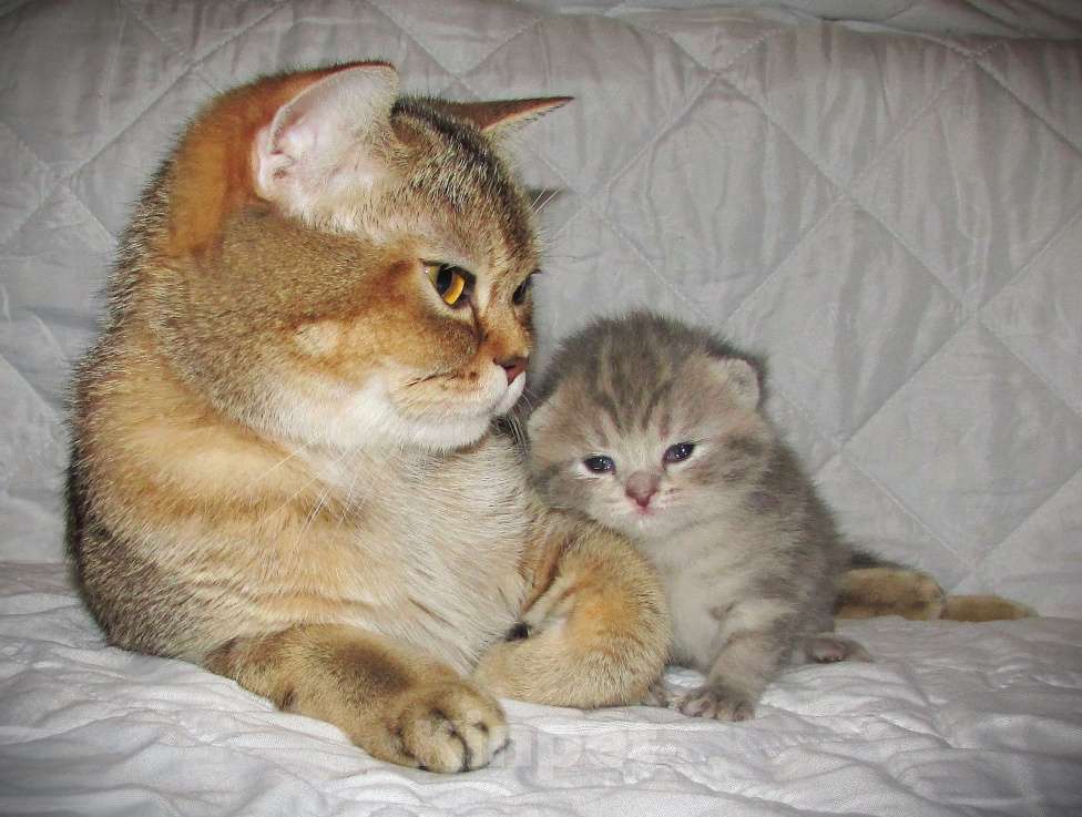 Кошки в Санкт-Петербурге: для раннего бронирования кошечка Девочка, 30 000 руб. - фото 2