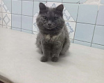 Кошки в Томске: Потерялась кошка Девочка, 500 руб. - фото 2