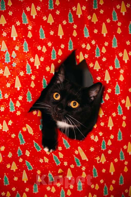 Кошки в других городах Московской области: Усик ждет свою семью! Мальчик, Бесплатно - фото 2