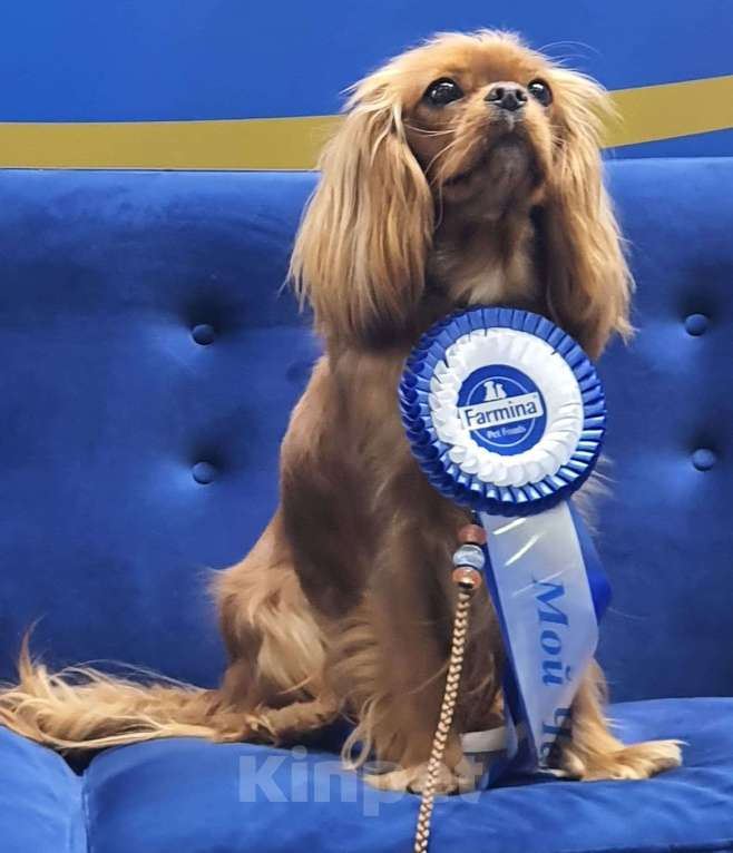 Собаки в других городах Московской области: Предлагаем вам стать владельцем щенка королевской породы Девочка, 80 000 руб. - фото 7