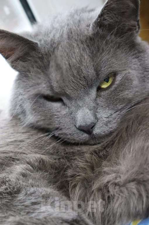 Кошки в Москве: Кот Проша ищет любящее сердце Мальчик, Бесплатно - фото 6