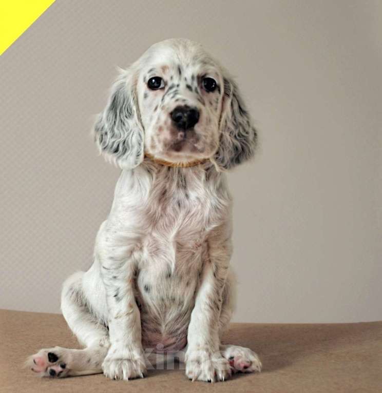 Собаки в Екатеринбурге: АНГЛИЙСКИЕ АРИСТО-СЕТТЕРЫ Девочка, 80 000 руб. - фото 6