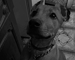 Собаки в Жуке: Отдам в добрые руки собаку Девочка, Бесплатно - фото 1