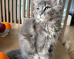 Кошки в Санкт-Петербурге: Котенок мейн-кун с документами Девочка, Бесплатно - фото 2