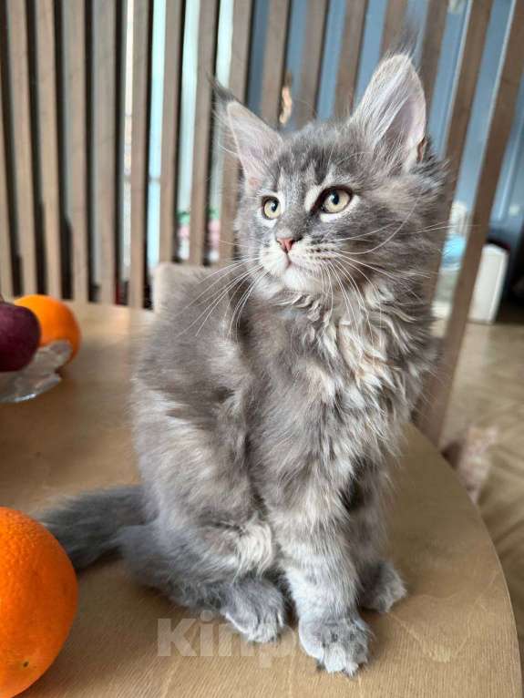 Кошки в Санкт-Петербурге: Котенок мейн-кун с документами Девочка, Бесплатно - фото 2