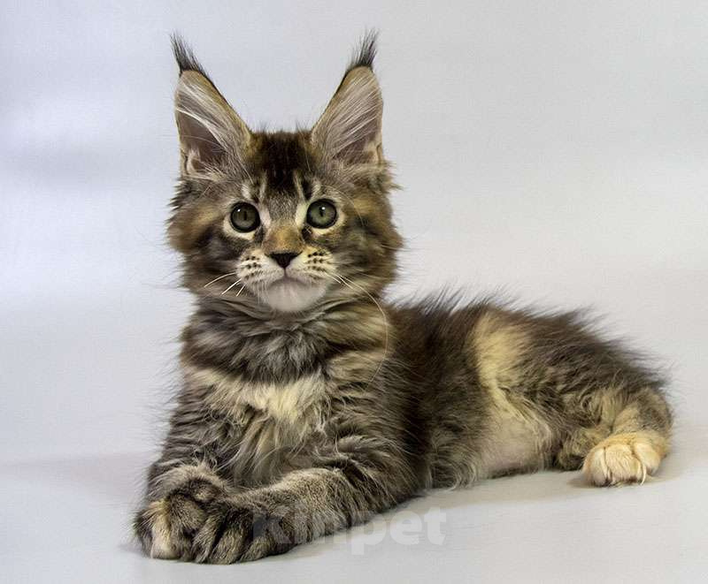 Кошки в Москве: Котенок Мейн Кун Девочка, Бесплатно - фото 4