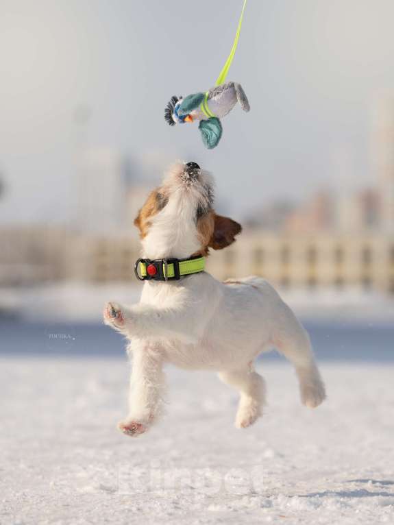 Собаки в Уфе: прекрасный щенок  Тайм Джек Финик Мальчик, 90 000 руб. - фото 2