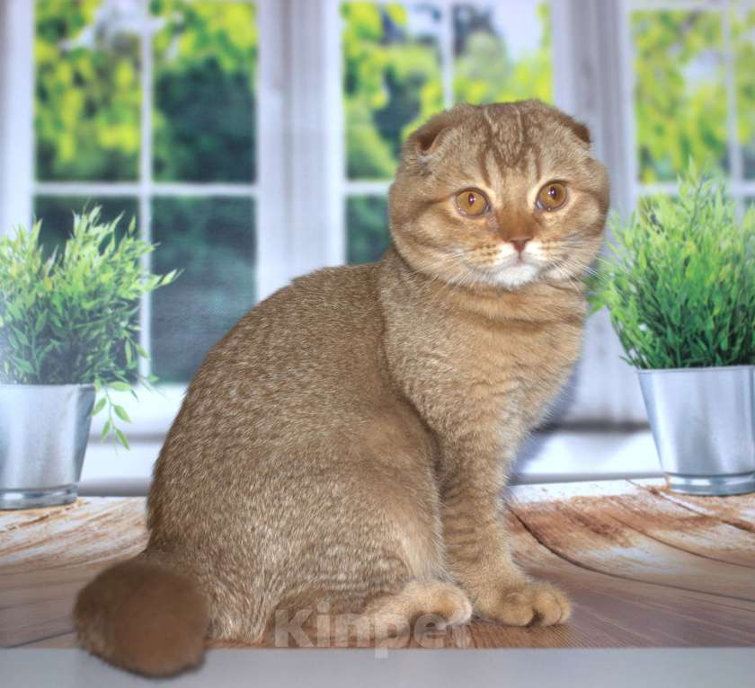 Кошки в Санкт-Петербурге: Шотландский вислоухий котенок  Мальчик, Бесплатно - фото 10