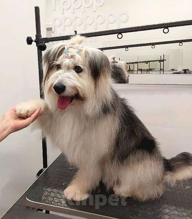 Собаки в Москве: Молодая некрупная собачка Груша ищет дом  Девочка, 10 руб. - фото 2