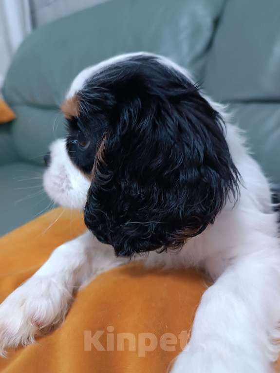 Собаки в Екатеринбурге: Продаю щенка  Мальчик, 100 000 руб. - фото 6