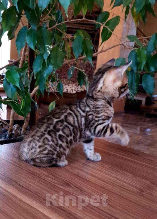 Кошки в Симферополе: Бенгальская девочка  Девочка, 55 000 руб. - фото 6