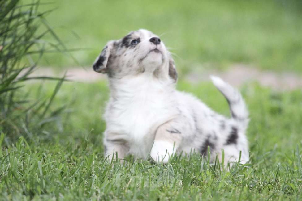 Собаки в Москве: Щенки вельш корги кардиган Мальчик, Бесплатно - фото 6