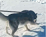 Собаки в Москве: Красавец Алмаз, молодой пес породы хаски в добрые руки Мальчик, 10 руб. - фото 3