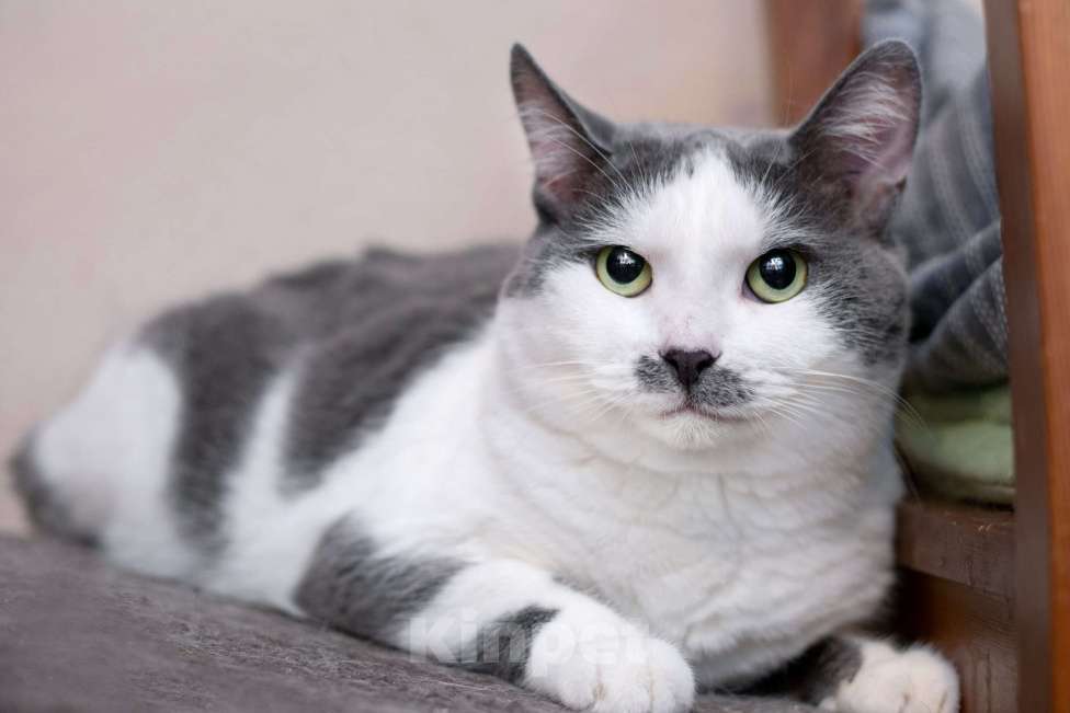 Кошки в Москве: Смешная и ласковая кошечка Вася в дар Девочка, 1 руб. - фото 2