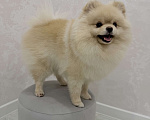Собаки в Шахте: Обаятельный крем-шпиц приглашает на первую вязку (бесплатно) 🐾 Мальчик, Бесплатно - фото 4