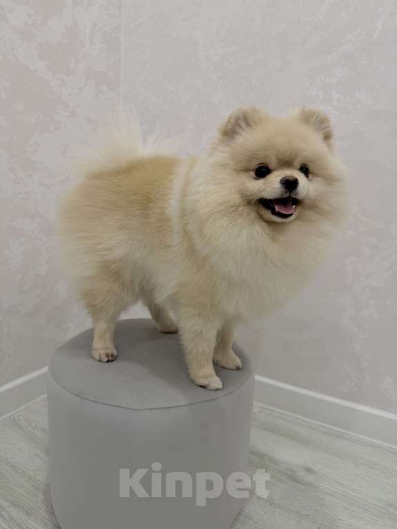 Собаки в Шахте: Обаятельный крем-шпиц приглашает на первую вязку (бесплатно) 🐾 Мальчик, Бесплатно - фото 4