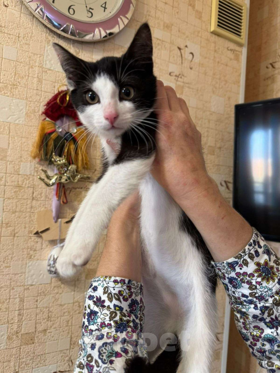 Кошки в Москве: Ласковый добряк - котенок Василек 2,5-3 месяца Мальчик, Бесплатно - фото 4