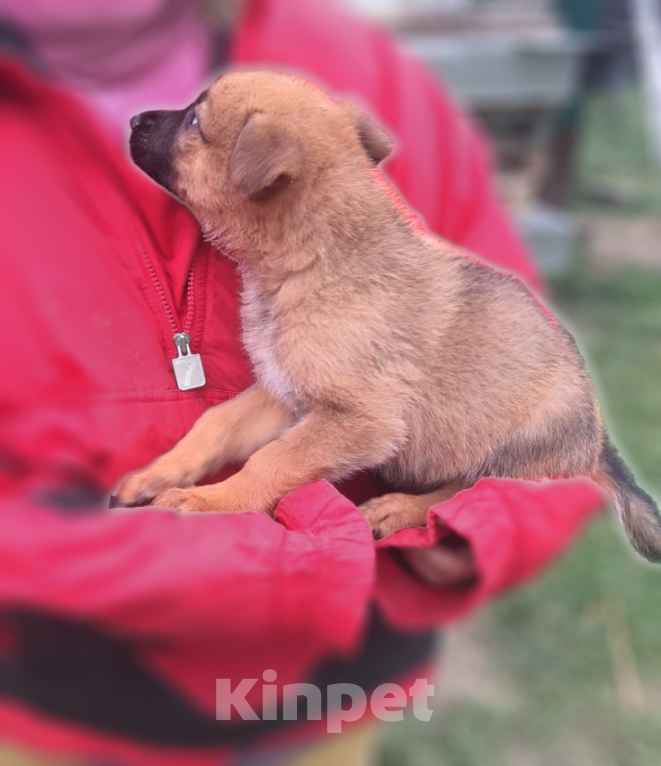 Собаки в Москве: Щенок немецкой овчарки Мальчик, 5 000 руб. - фото 3