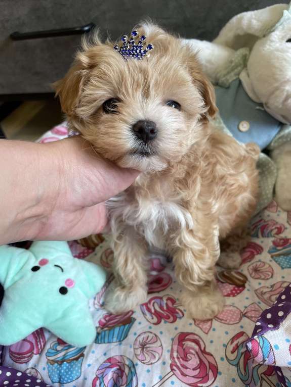 Собаки в Москве: Мальтипу micro Мия Девочка, 150 руб. - фото 3