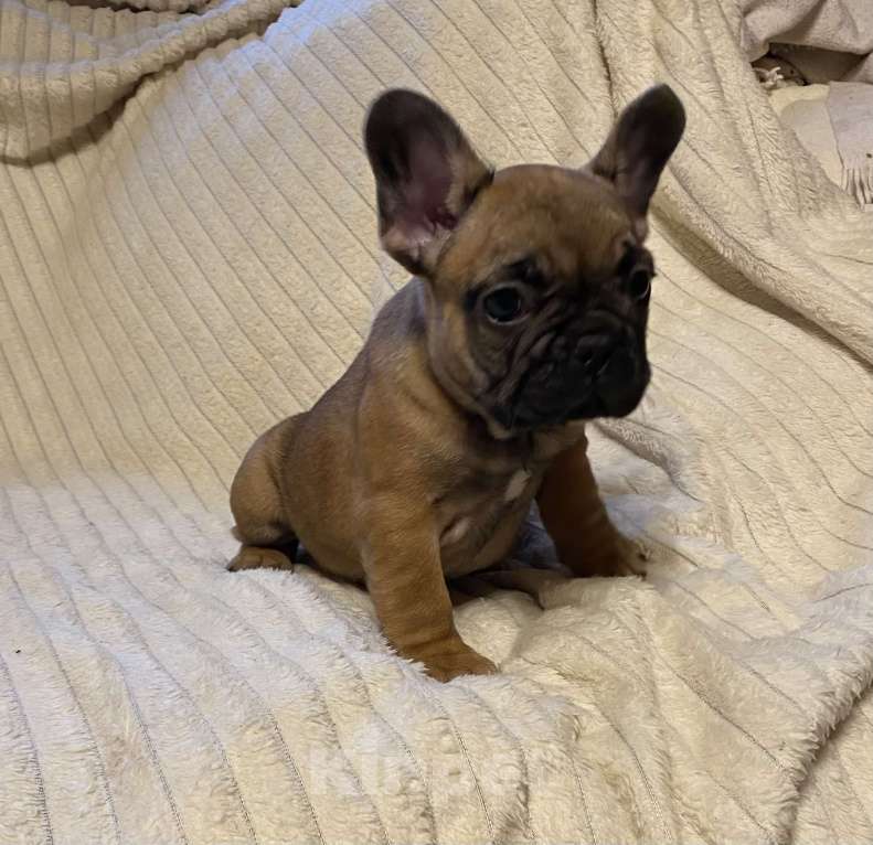 Собаки в Санкт-Петербурге: Шикарная девочка француженка  Девочка, 40 000 руб. - фото 4