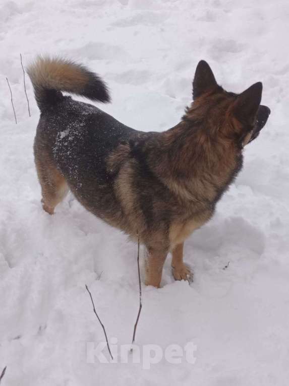 Собаки в Санкт-Петербурге: Ищем добрые руки и теплое сердце,этой девочке  Девочка, Бесплатно - фото 4