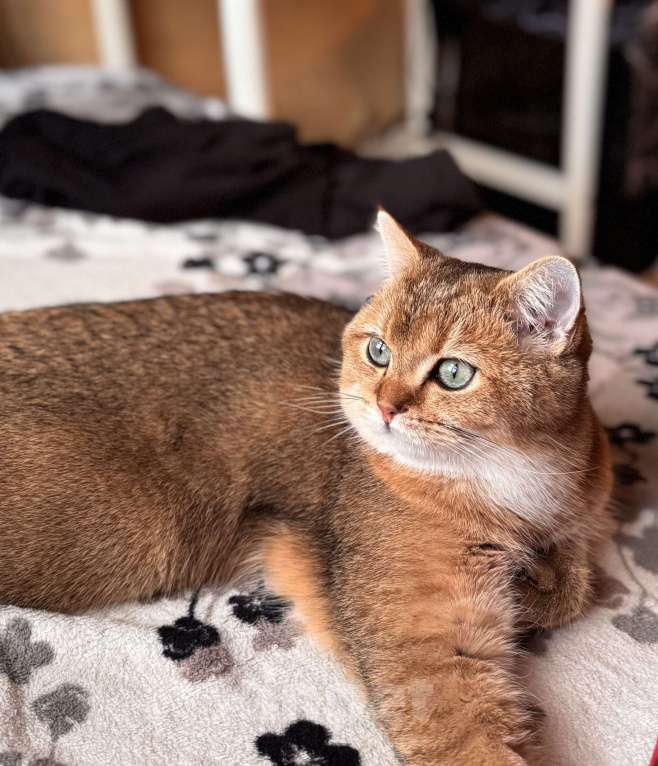 Кошки в Москве: Британский короткошёрстный кот, вязка Мальчик, Бесплатно - фото 1