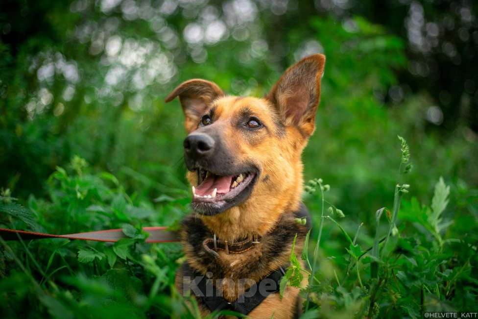 Собаки в Москве: Обаятельнейшая коротколапая овчарка Бирма Девочка, Бесплатно - фото 5