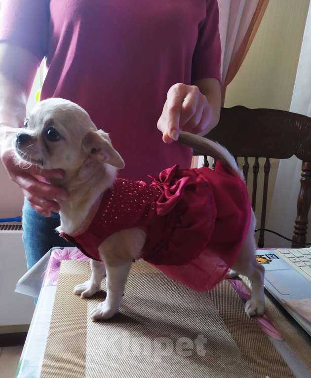 Собаки в Москве: Красивая няшная девочка чихуахуа  Девочка, 60 000 руб. - фото 4