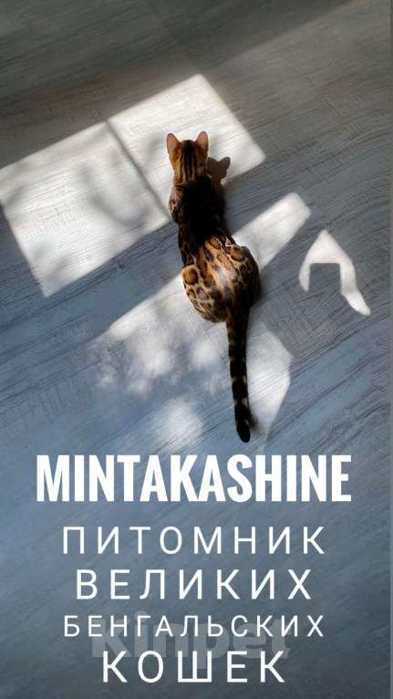 Кошки в Ставрополе: Бенгальские котята Мальчик, 40 000 руб. - фото 5