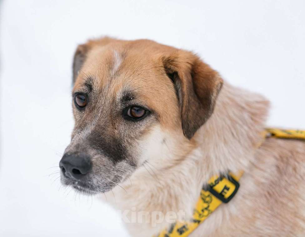 Собаки в Москве: Активная Барабулька ищет хозяев! Девочка, Бесплатно - фото 2