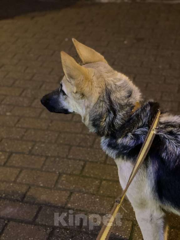 Собаки в других городах Московской области: Ищем новую семью Мальчик, Бесплатно - фото 3