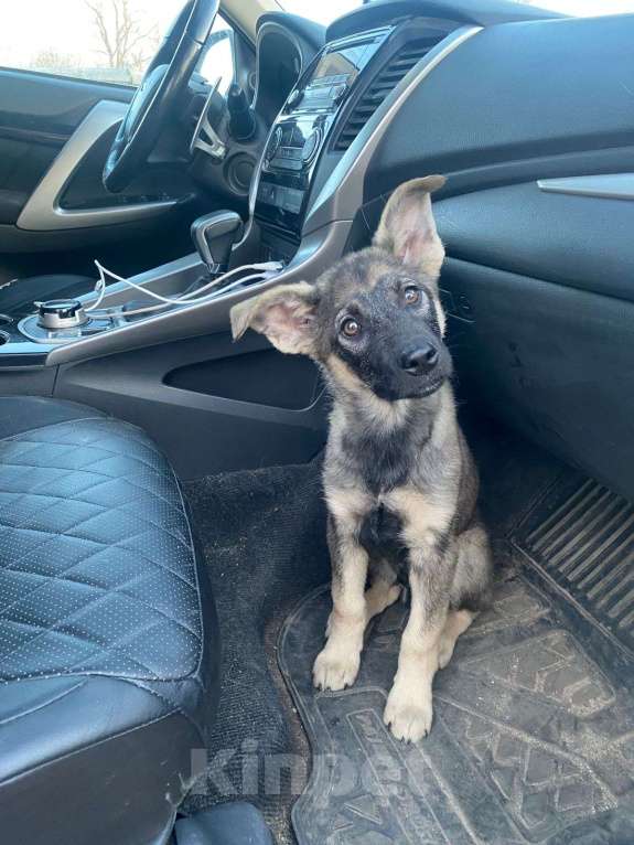 Собаки в Москве: Щенок в добрые руки! Мальчик, Бесплатно - фото 5