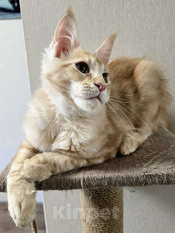 Кошки в Москве: Котята мейн-кун Мальчик, 25 000 руб. - фото 6