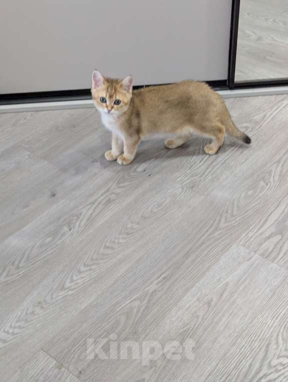 Кошки в Подольске: Продаю Мальчик, 30 000 руб. - фото 2