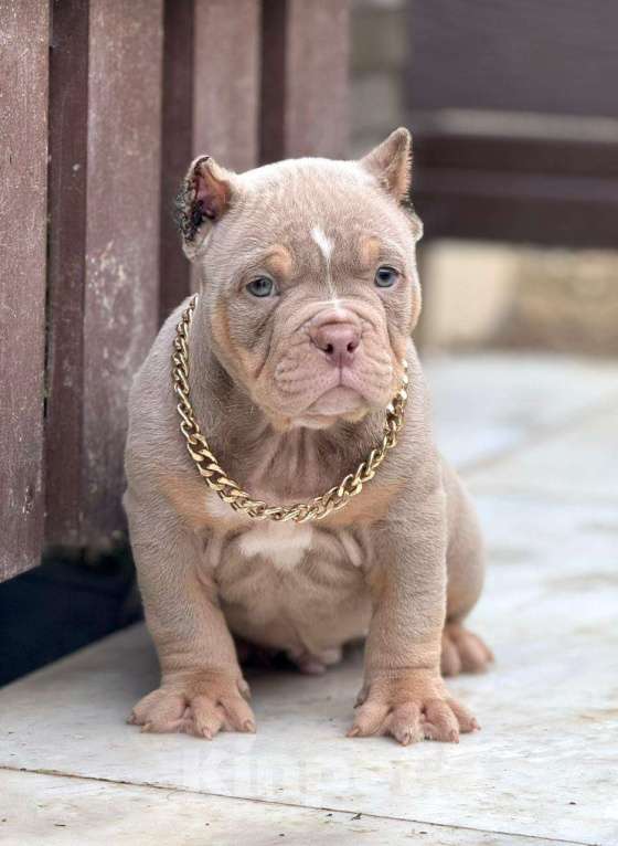 Собаки в других городах Московской области: Щенок американский булли Мальчик, 120 000 руб. - фото 2