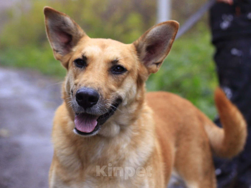 Собаки в Балашихе: Золотая семейная Оливия 3,5г из приюта Девочка, Бесплатно - фото 1