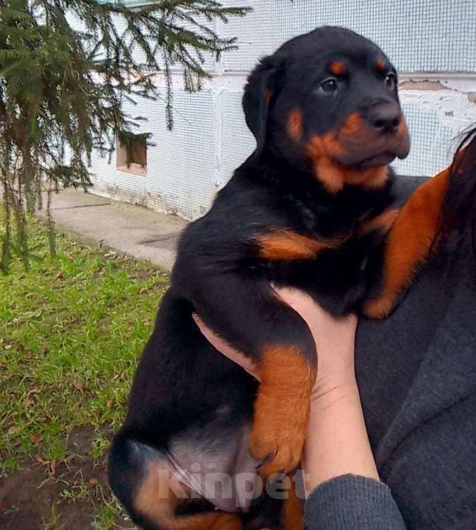 Собаки в Курске: Иллада Иста Девочка, 20 000 руб. - фото 2