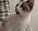 Кошки в Москве: Продам котена сноу-шу Мальчик, 2 000 руб. - фото 2