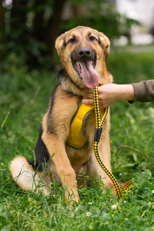 Собаки в Москве: Брусника  Девочка, Бесплатно - фото 3