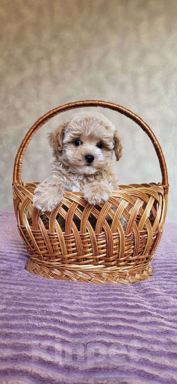 Собаки в Сочи: Вязка Мальтипу в Сочи Мальчик, Бесплатно - фото 6